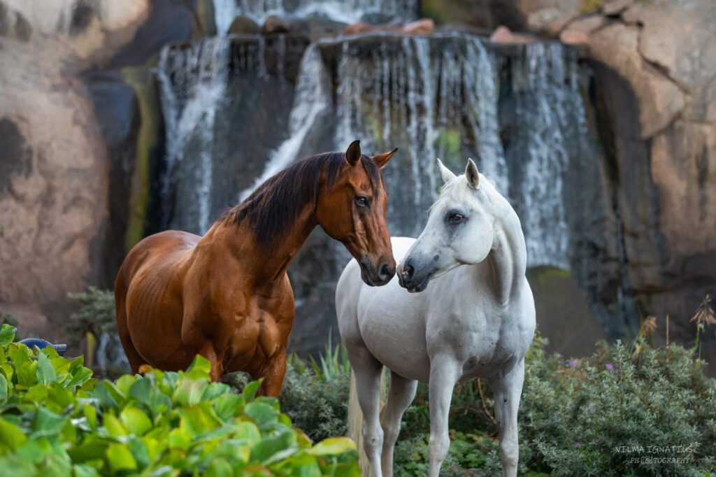 Hevoset ja putous, Vilma Ignatius