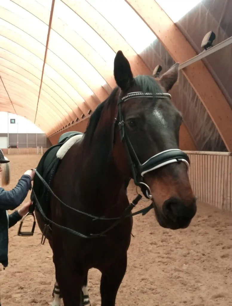 Hevonen lähikuvassa